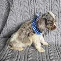 Choc merle male 2, a male Cocker Spaniel for sale in Lexington, KY – Photo 4 of 6