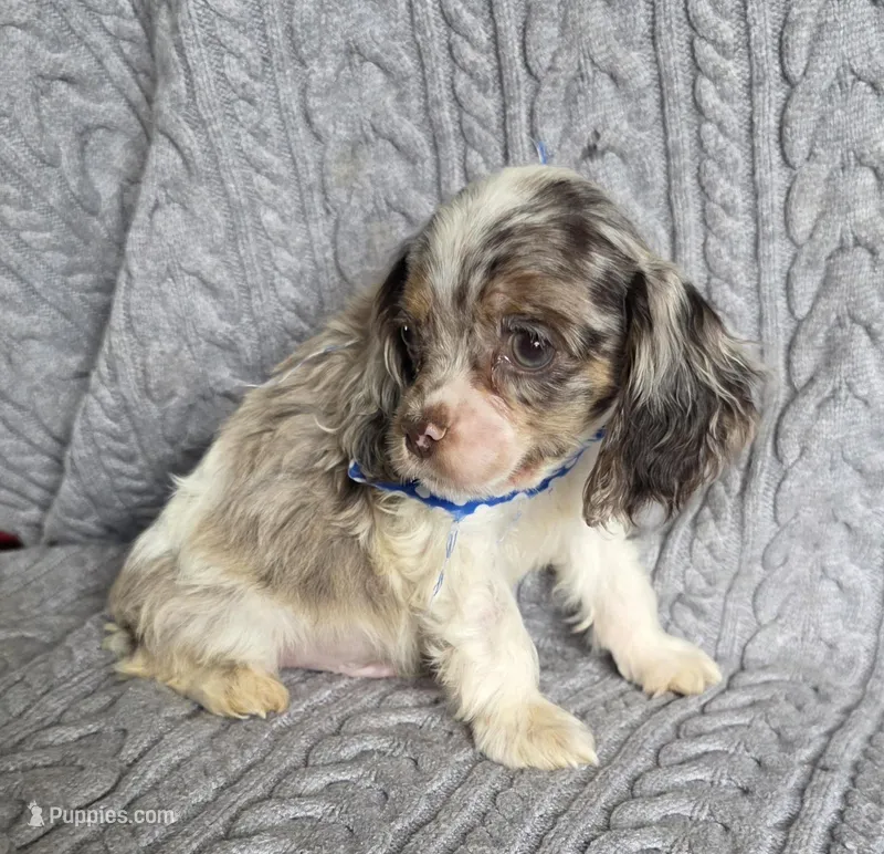 Choc merle male 2