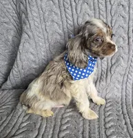 Choc merle male 2, a male Cocker Spaniel for sale in Lexington, KY – Photo 2 of 6