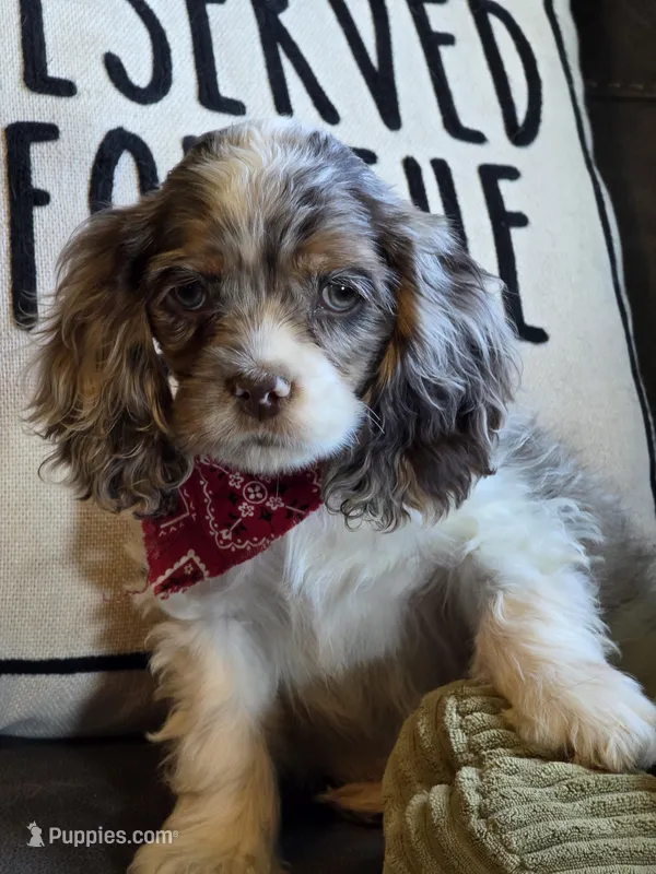 Choc merle male 2 – Cocker Spaniel puppy for sale in Lexington, KY