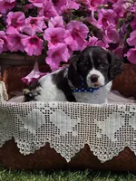 Choc parti male, a female Cocker Spaniel for sale in Lexington, KY – Photo 5 of 5