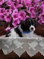 Choc parti male, a female Cocker Spaniel for sale in Lexington, KY – Photo 3 of 5