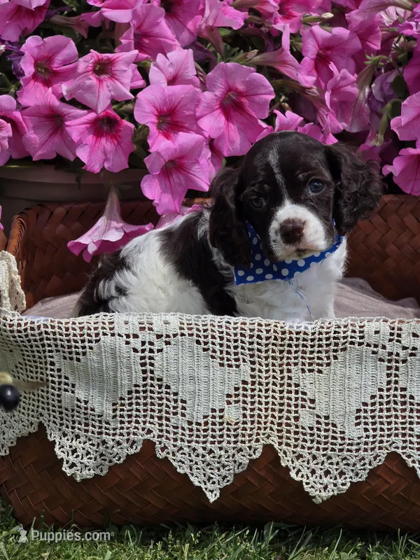 Choc parti male – Cocker Spaniel puppy for sale in Lexington, KY