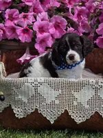 Choc parti male, a female Cocker Spaniel for sale in Lexington, KY – Photo 1 of 5