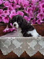 Choc parti male, a female Cocker Spaniel for sale in Lexington, KY – Photo 4 of 5