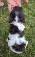 Choc parti male, a female Cocker Spaniel for sale in Lexington, KY – Photo 2 of 5