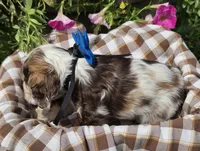 Poppylightchocmmale, a male Cocker Spaniel for sale in Lexington, KY – 5 of 5
