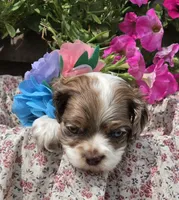 JBmerlefemale, a female Cocker Spaniel for sale in Lexington, KY – 3 of 6