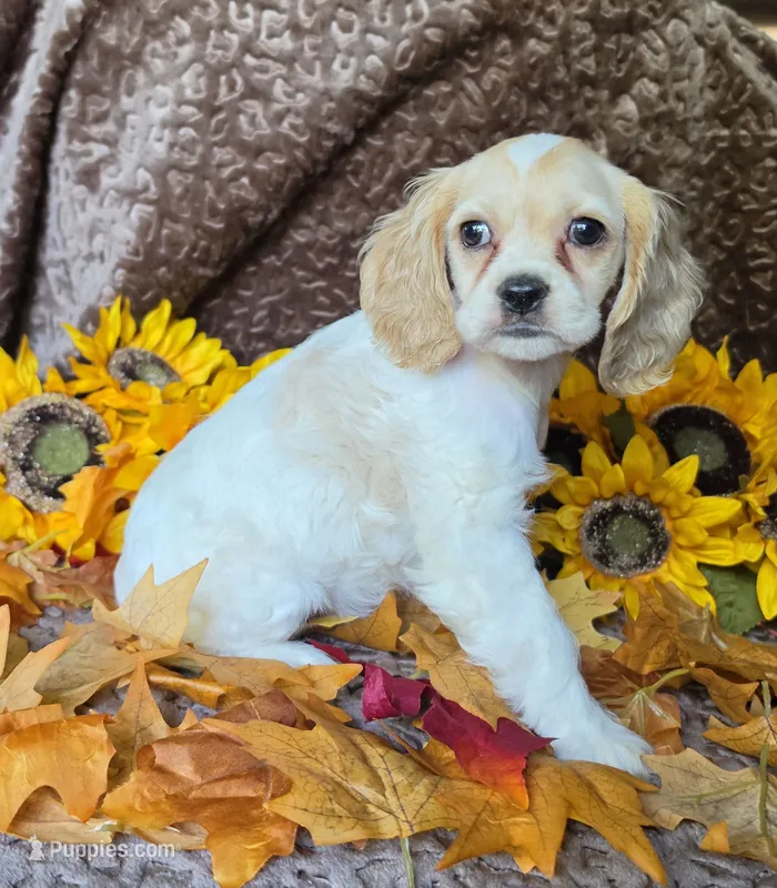 Buff female – Cocker Spaniel puppy for sale in Lexington, KY