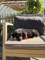 Bub, a male Australian Shepherd for sale in Lexington, KY – 2 of 5
