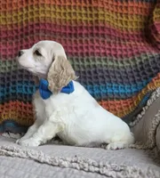 Buff parti male, a male Cocker Spaniel for sale in Lexington, KY – 3 of 4