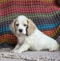 Buff parti male, a male Cocker Spaniel for sale in Lexington, KY – 2 of 4