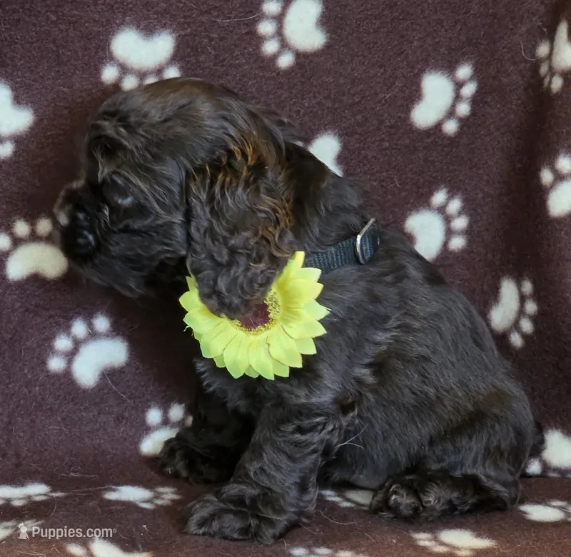 Poppys choc f, a female Cocker Spaniel for sale in Lexington, KY – Photo 1 of 4