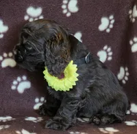 Poppys choc f, a female Cocker Spaniel for sale in Lexington, KY – Photo 1 of 4