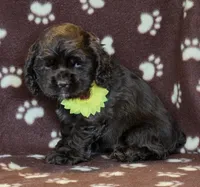 Poppys choc f, a female Cocker Spaniel for sale in Lexington, KY – Photo 4 of 4
