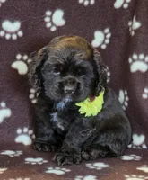 Poppys choc f, a female Cocker Spaniel for sale in Lexington, KY – Photo 3 of 4