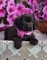 Chocolate female, a female Cocker Spaniel for sale in Lexington, KY – Photo 2 of 7