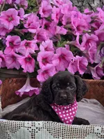 Chocolate female, a female Cocker Spaniel for sale in Lexington, KY – Photo 4 of 7