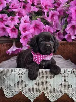 Chocolate female, a female Cocker Spaniel for sale in Lexington, KY – Photo 6 of 7