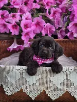 Chocolate female, a female Cocker Spaniel for sale in Lexington, KY – Photo 5 of 7