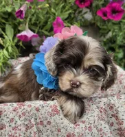 Poppychocmfemale, a female Cocker Spaniel for sale in Lexington, KY – 2 of 5
