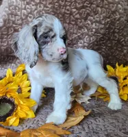 JBmerlemale, a male Cocker Spaniel for sale in Lexington, KY – 4 of 5