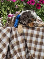 Poppydarkchocmmale, a male Cocker Spaniel for sale in Lexington, KY – 3 of 6