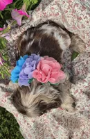 Poppychocmfemale, a female Cocker Spaniel for sale in Lexington, KY – 5 of 5