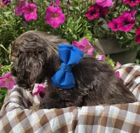 Poppychocmerlemale, a male Cocker Spaniel for sale in Lexington, KY – 3 of 3