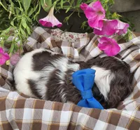 JBchocpartimale, a male Cocker Spaniel for sale in Lexington, KY – 3 of 4