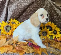 Buff female, a female Cocker Spaniel for sale in Lexington, KY – 2 of 3