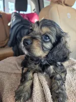 Addy, a female Bichon Frise and Cocker Spaniel for sale in Lexington, KY – Photo 2 of 3