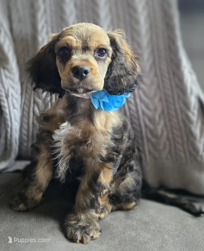 Addy – Bichon Frise, Cocker Spaniel puppy for sale in Lexington, KY