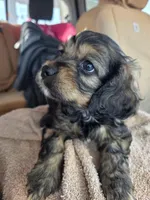 Addy, a female Bichon Frise and Cocker Spaniel for sale in Lexington, KY – Photo 3 of 3