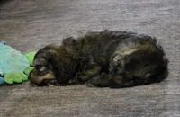 Addy, a female Bichon Frise and Cocker Spaniel for sale in Lexington, KY – Photo 1 of 3