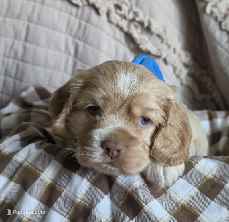 Fionathinblazebuffmale – Cocker Spaniel puppy for sale in Lexington, KY