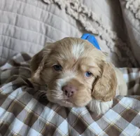 Fionathinblazebuffmale, a male Cocker Spaniel for sale in Lexington, KY – 1 of 4
