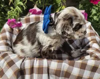 Poppylightchocmmale, a male Cocker Spaniel for sale in Lexington, KY – 4 of 5
