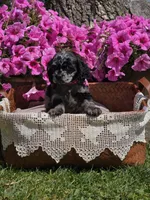 Merle female, a female Cocker Spaniel for sale in Lexington, KY – Photo 9 of 10
