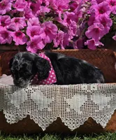Merle female, a female Cocker Spaniel for sale in Lexington, KY – Photo 3 of 10