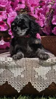 Merle female, a female Cocker Spaniel for sale in Lexington, KY – Photo 2 of 10