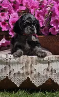 Merle female, a female Cocker Spaniel for sale in Lexington, KY – Photo 5 of 10