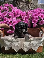 Merle female, a female Cocker Spaniel for sale in Lexington, KY – Photo 7 of 10