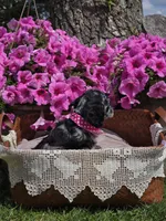 Merle female, a female Cocker Spaniel for sale in Lexington, KY – Photo 6 of 10