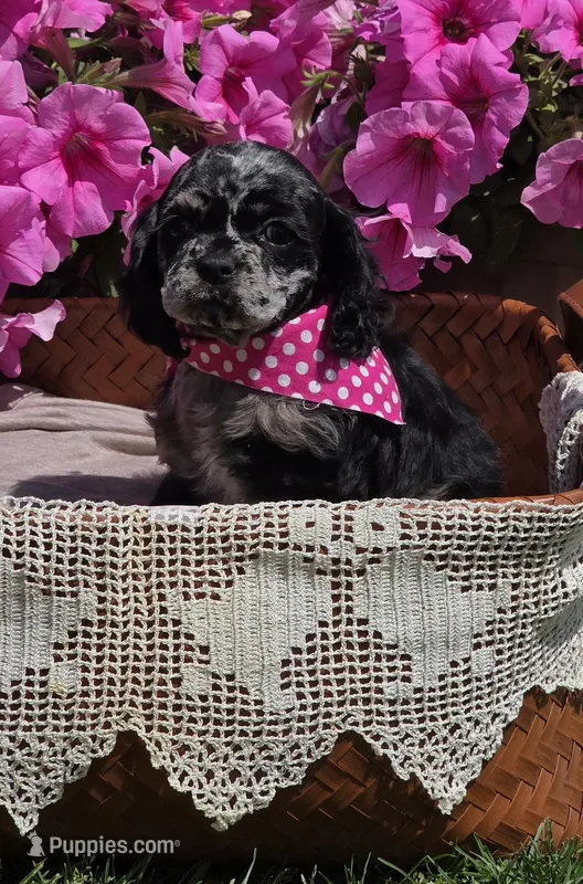 Merle female – Cocker Spaniel puppy for sale in Lexington, KY