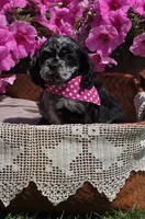 Merle female, a female Cocker Spaniel for sale in Lexington, KY – Photo 1 of 10