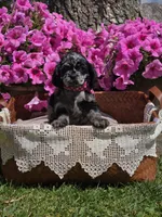 Merle female, a female Cocker Spaniel for sale in Lexington, KY – Photo 8 of 10