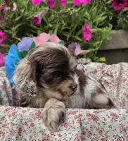 Poppychocmfemale, a female Cocker Spaniel for sale in Lexington, KY – 3 of 5