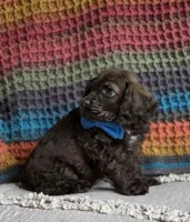 Choc male, a male Cocker Spaniel for sale in Lexington, KY – 2 of 7