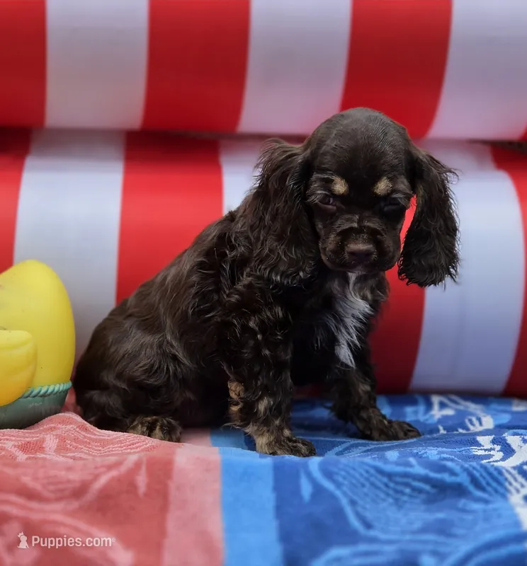 Choc f – Cocker Spaniel puppy for sale in Lexington, KY